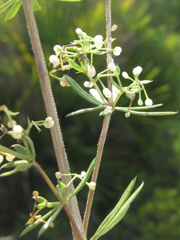 Galium litorale / Caglio litorale